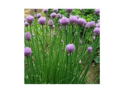 pazitka prava