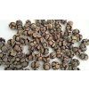 vyr 7236 Cypressus Pinus natur 01